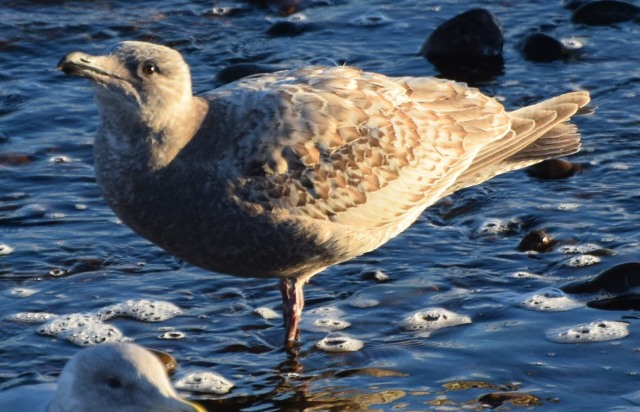 gull-eye-and-head