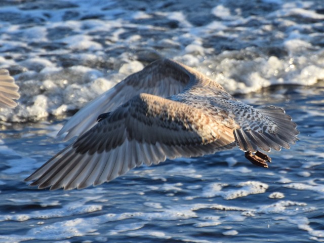 gull-flight-2