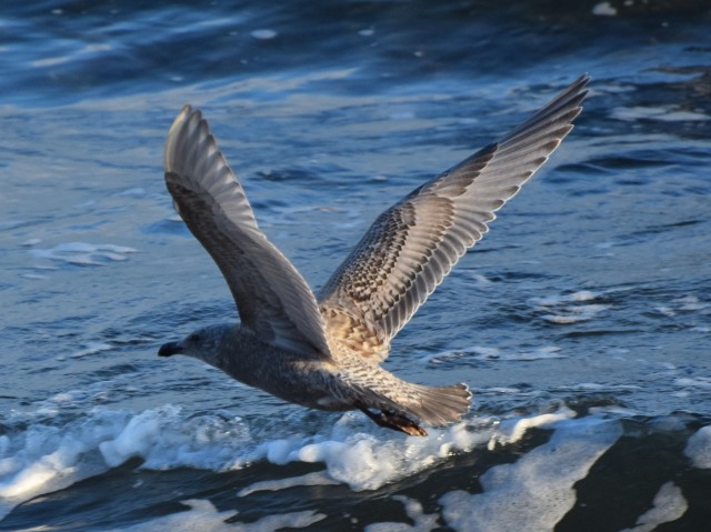 gull-sp2_flight