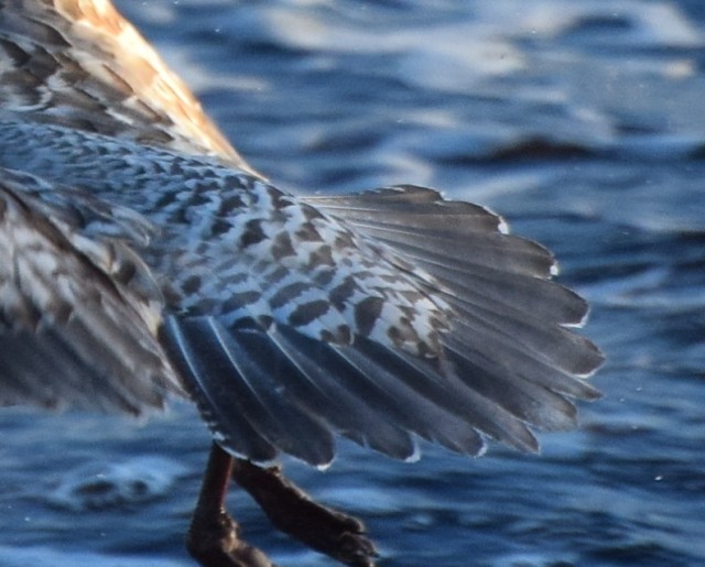 gull-tail